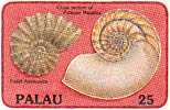Nautilus shell and ammonite